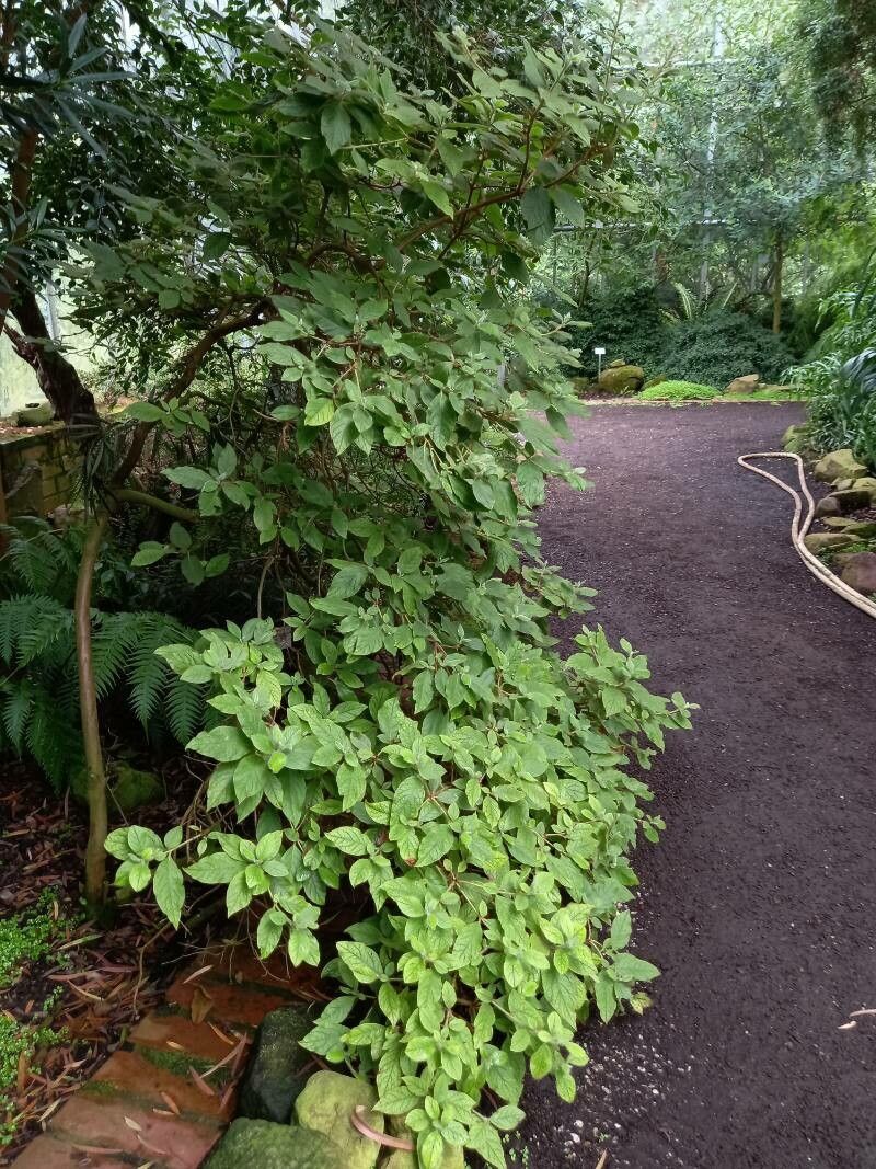 Rhododendron oldhamii habit