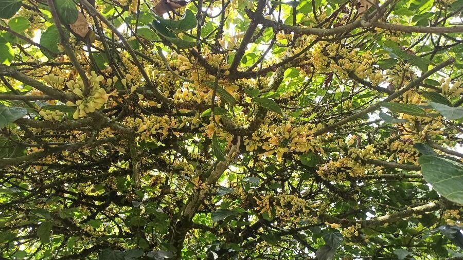 Oxera subverticillata flower