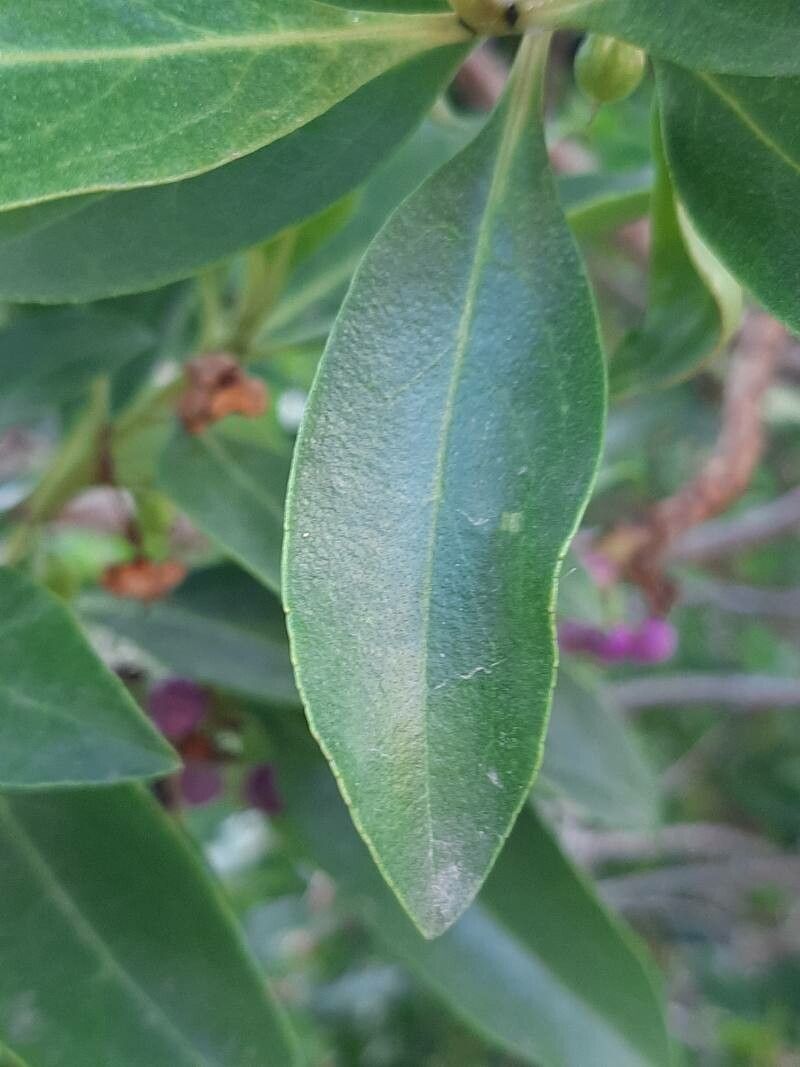Myoporum tetrandrum — houseplant care guide