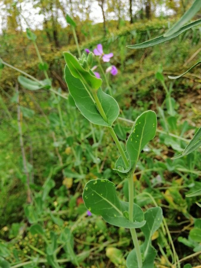 Moricandia arvensis leaf