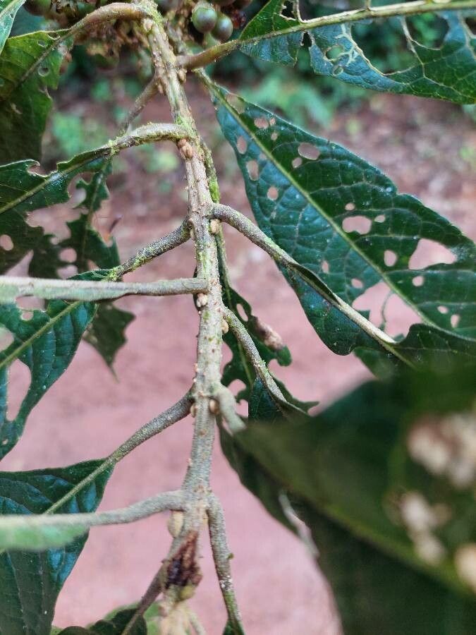 Aegiphila odontophylla leaf