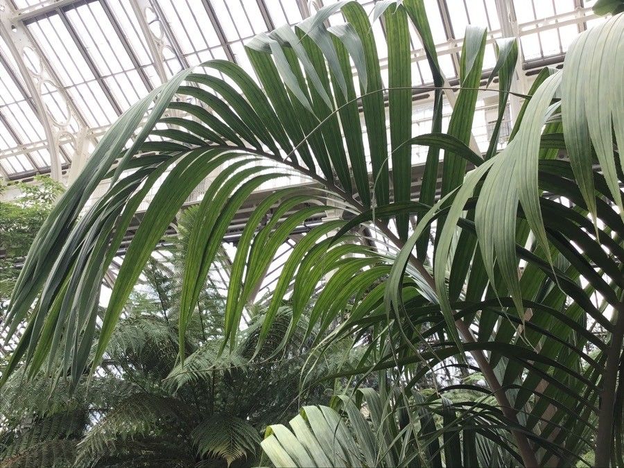 Hedyscepe canterburyana — search result for 'Arecaceae'