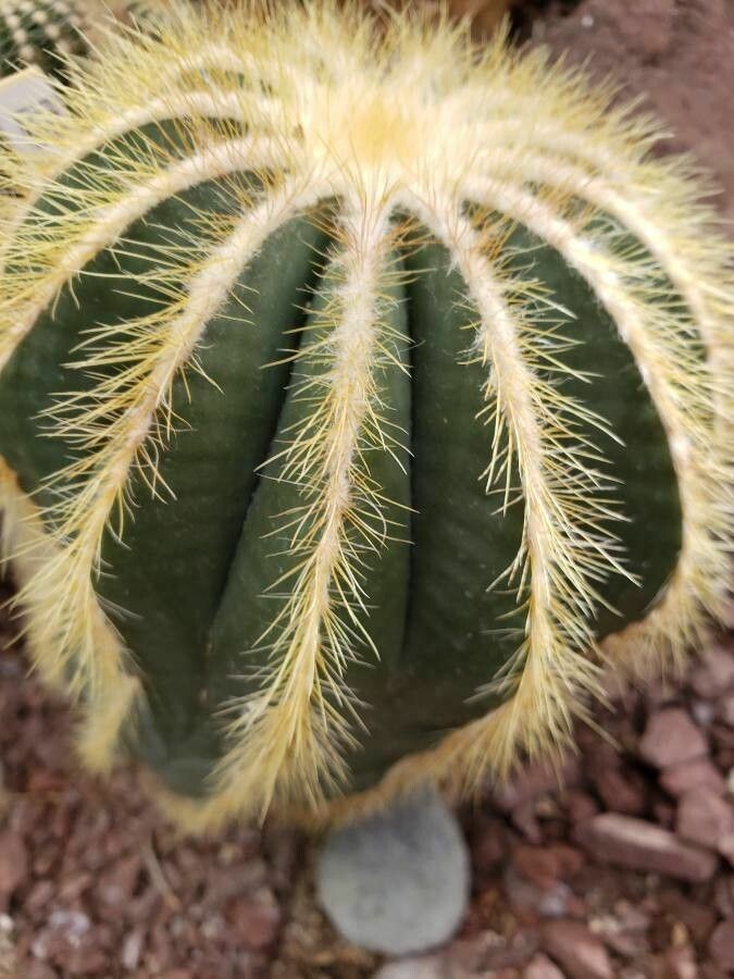 Parodia magnifica