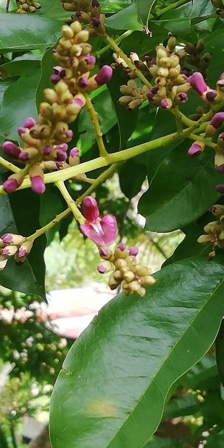 Andira inermis flower