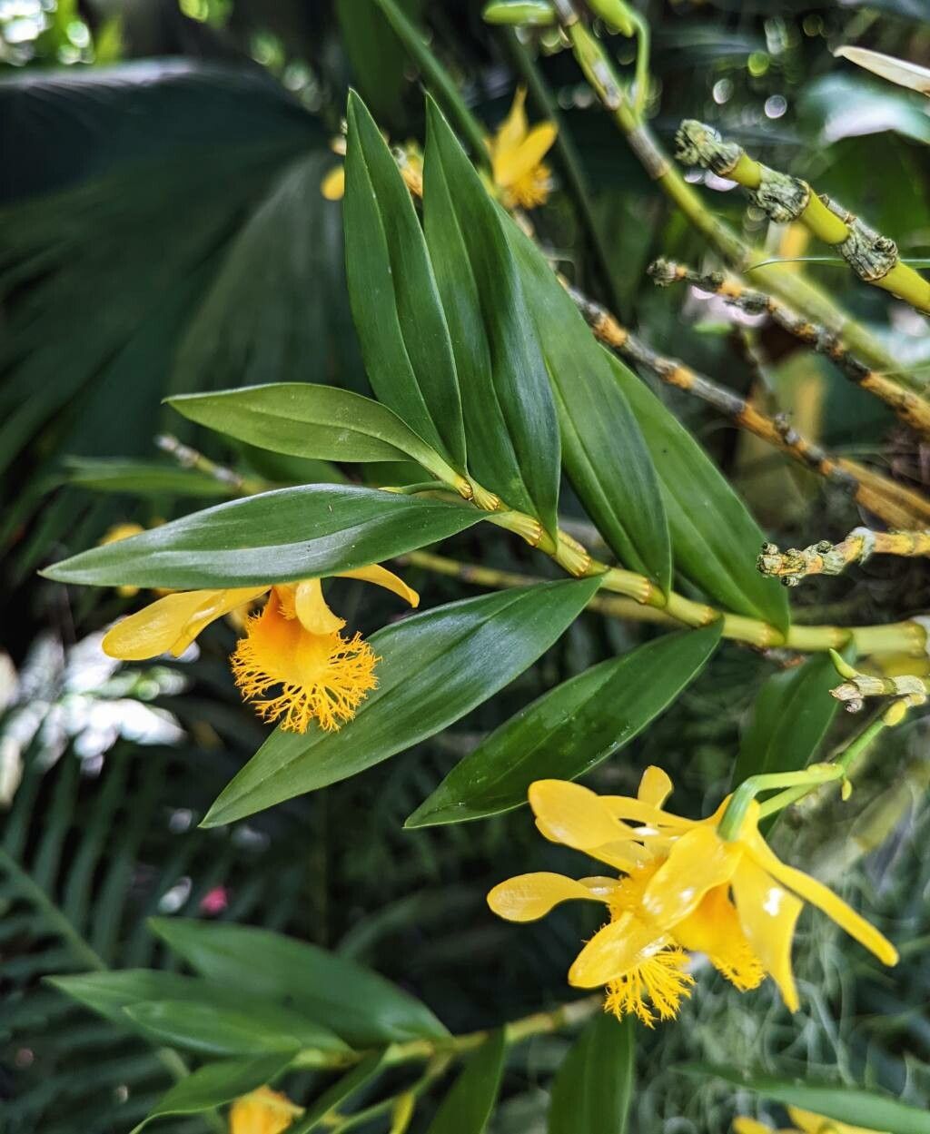 Dendrobium brymerianum — search result for 'Laos'