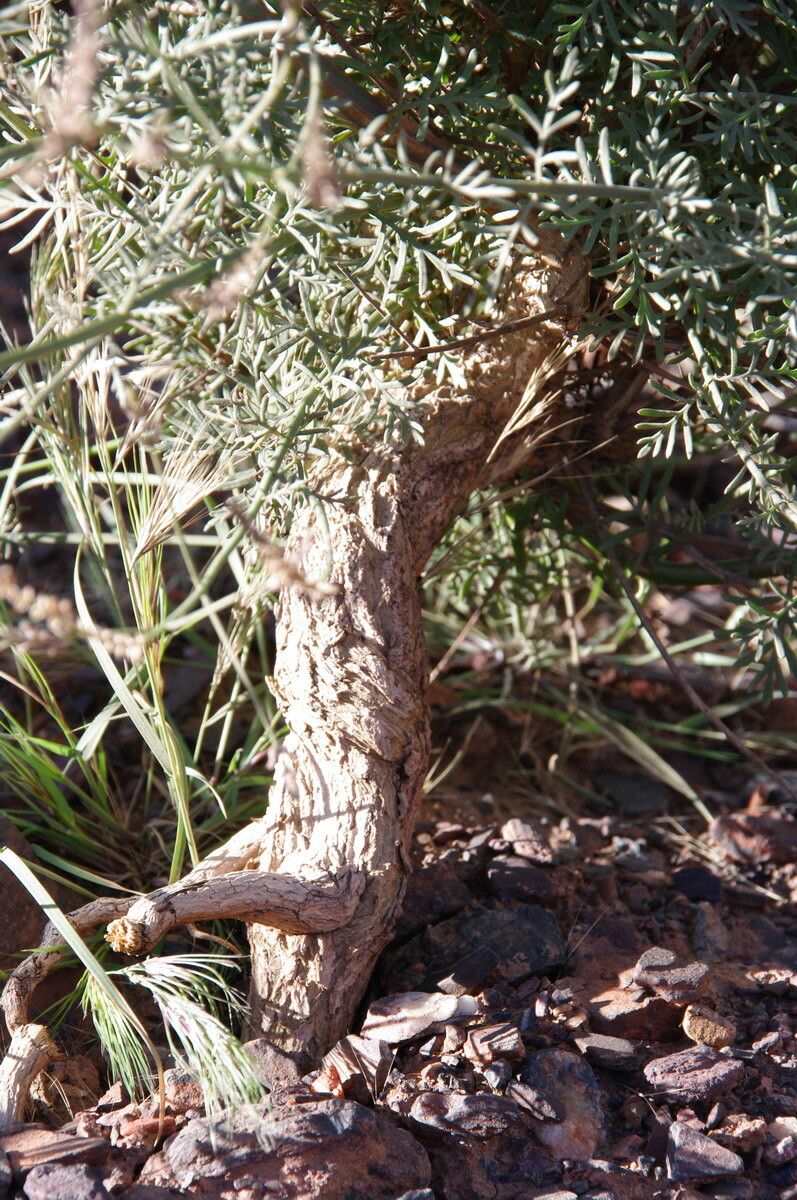 Lavandula coronopifolia bark