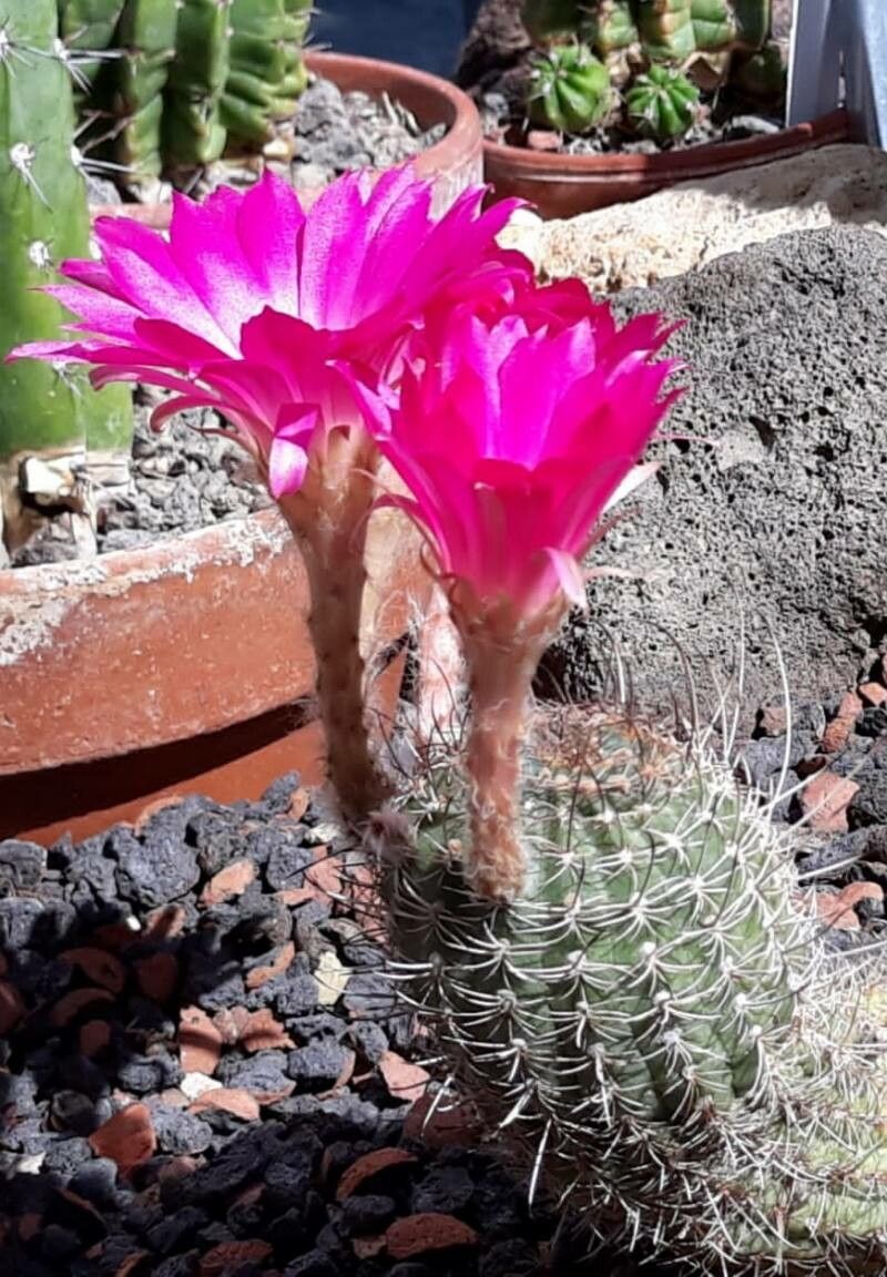 Echinopsis backebergii flower