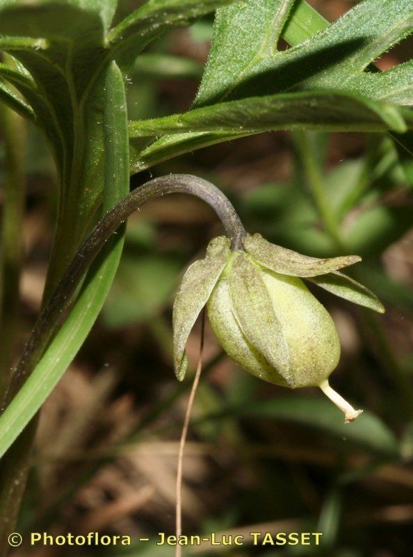 Viola pinnata fruit