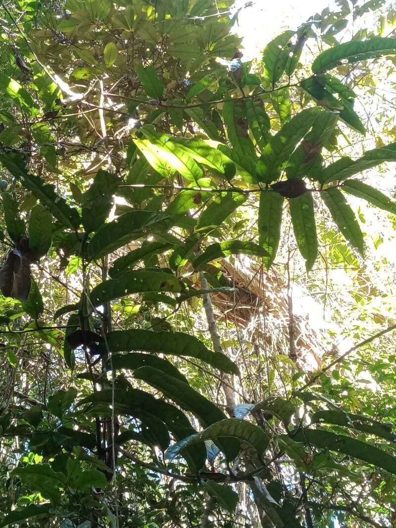 Cryptocarya acuminata habit