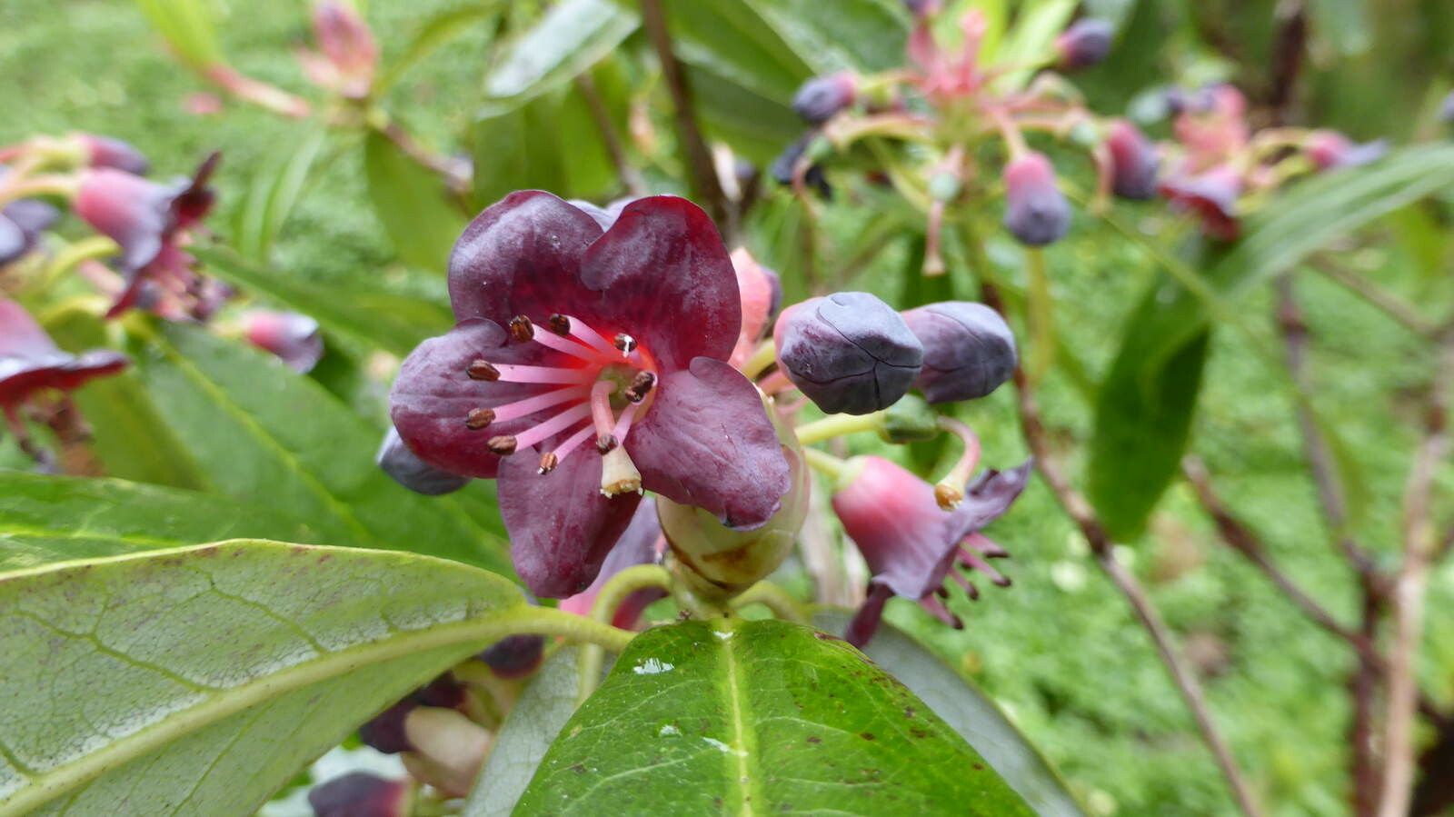 Rhododendron genestierianum flower