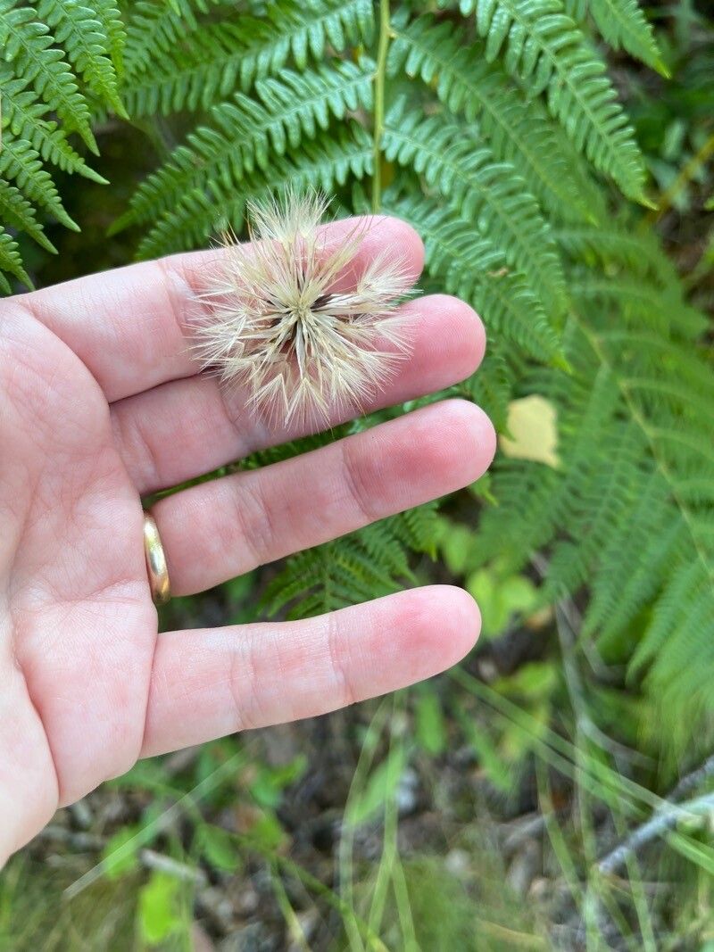 Hieracium tridentatum — houseplant care guide