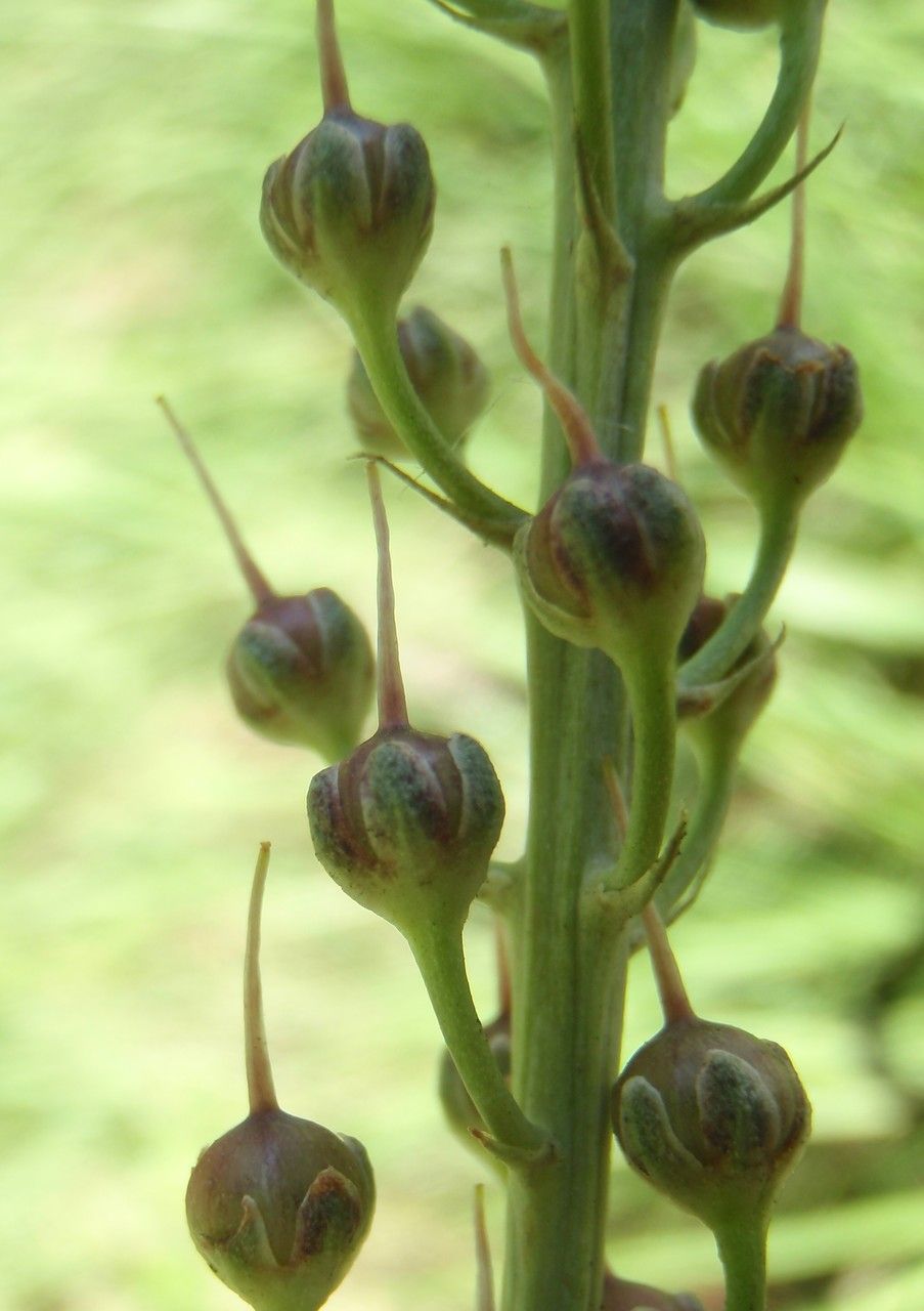 Lysimachia ephemerum fruit