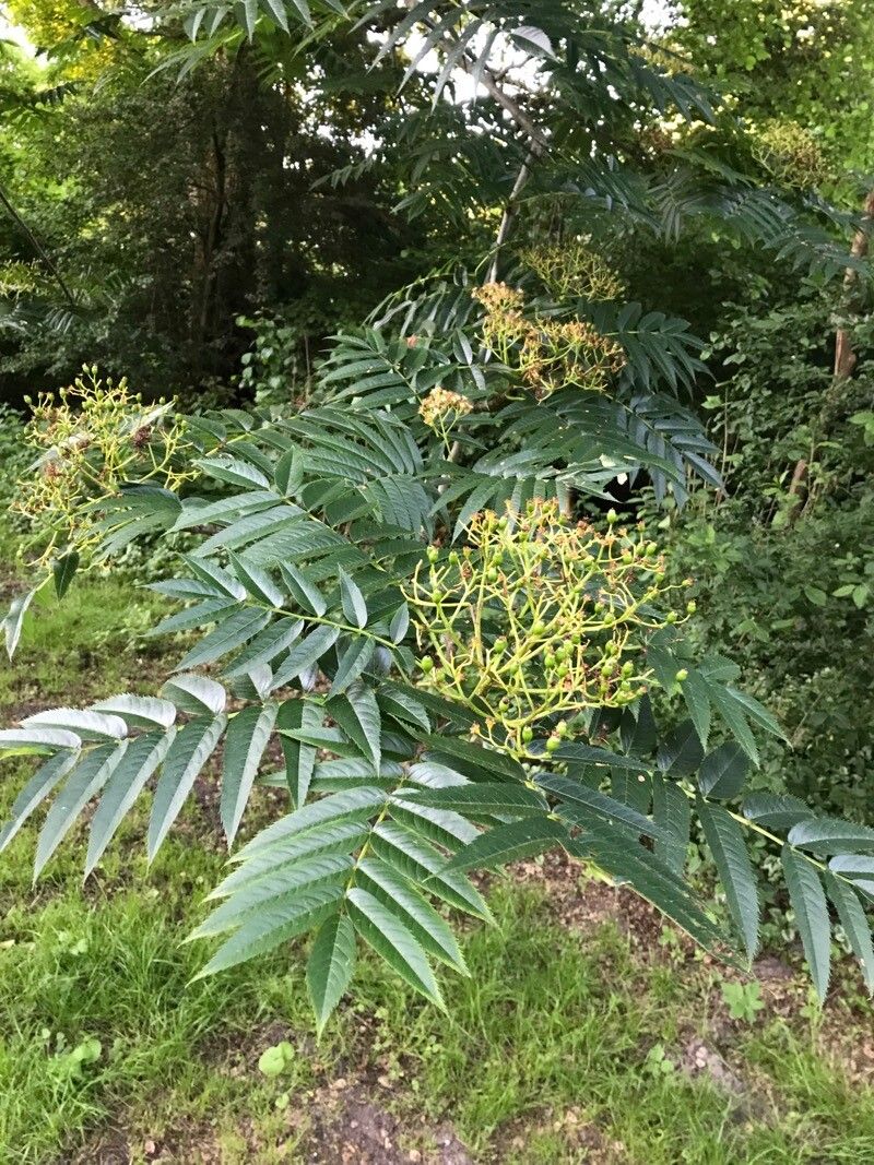 Sorbus ulleungensis fruit