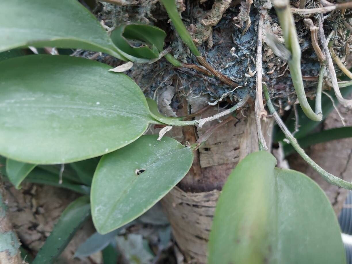 Pleurothallis sandemanii other