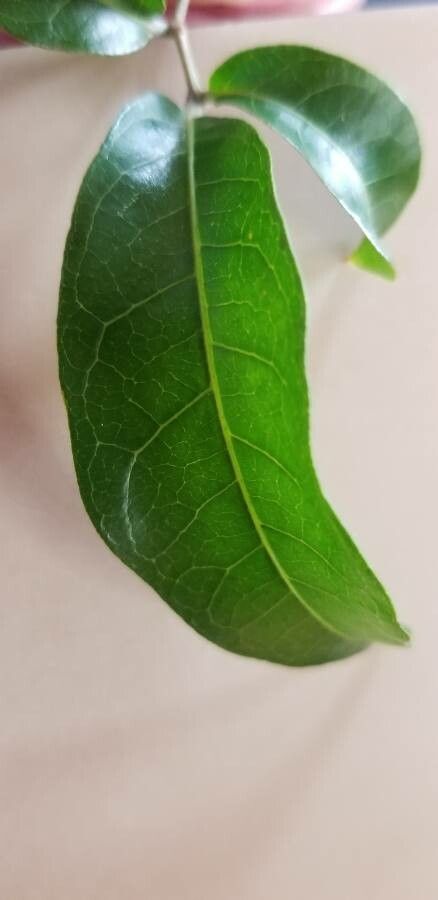 Diploglottis cunninghamii — houseplant care guide