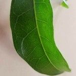 Diploglottis cunninghamii