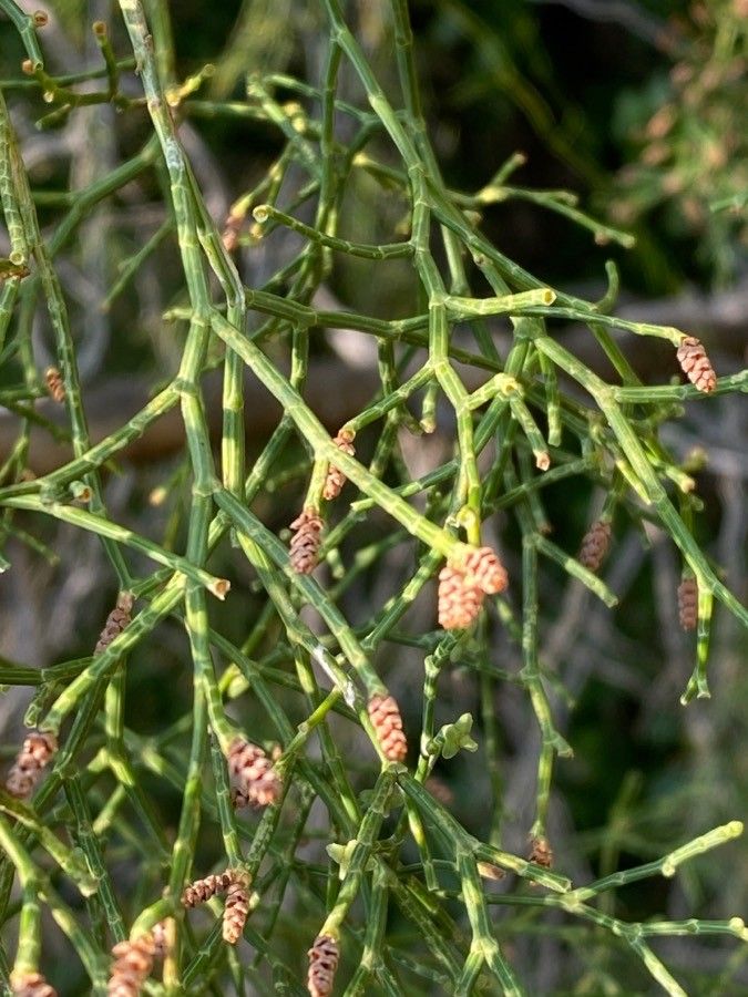 Tetraclinis articulata — search result for 'Thuja'