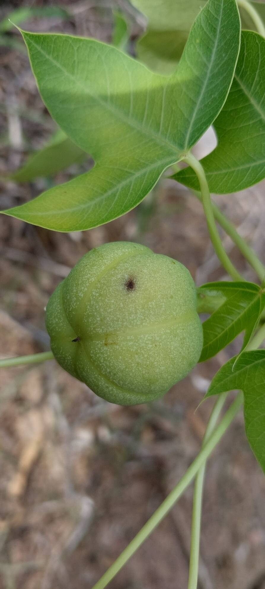 Jatropha mahafalensis fruit