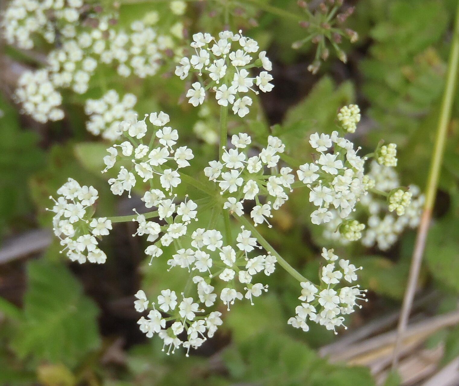 Berula thunbergii flower