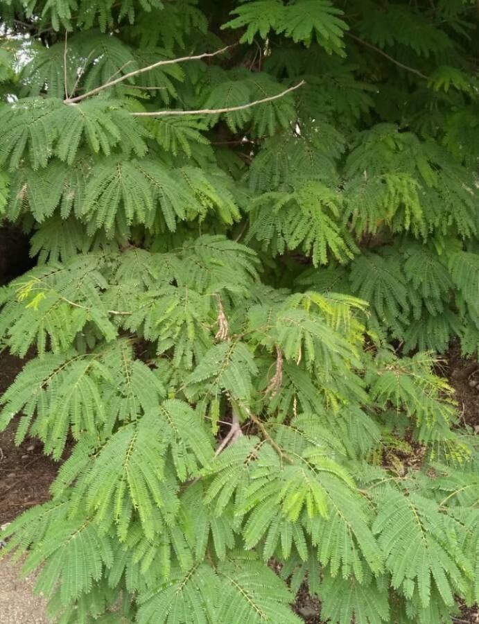 Enterolobium cyclocarpum leaf