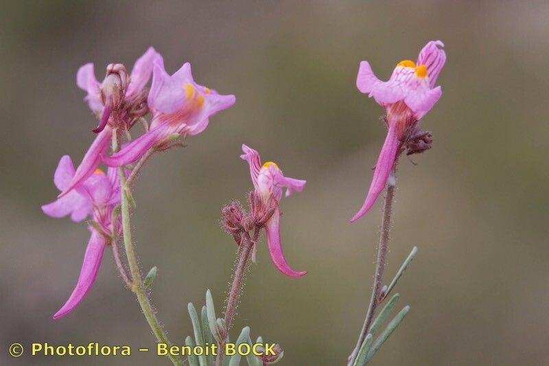 Linaria saturejoides other