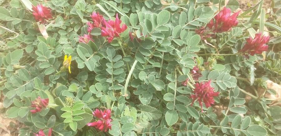 Hedysarum coronarium flower