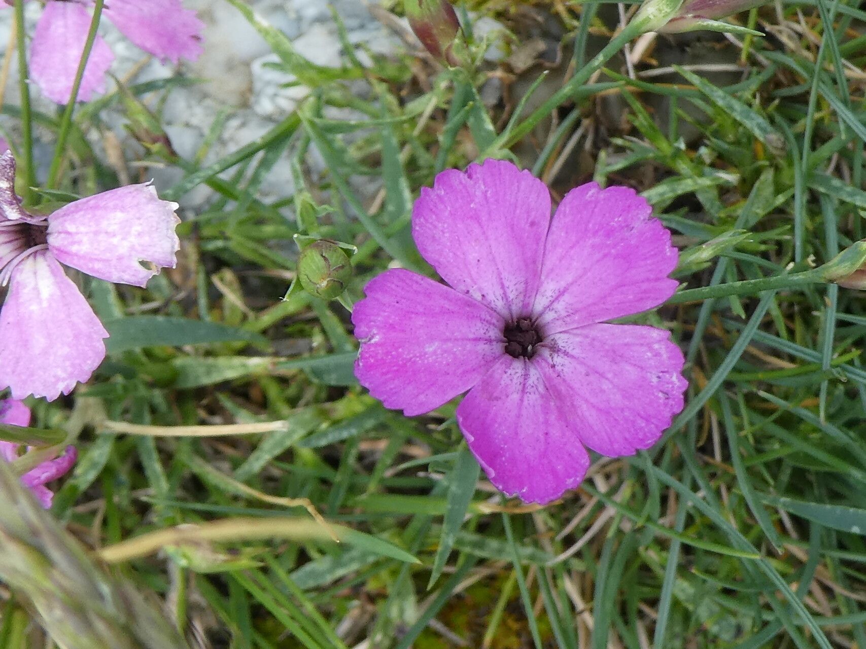 Dianthus multiceps flower