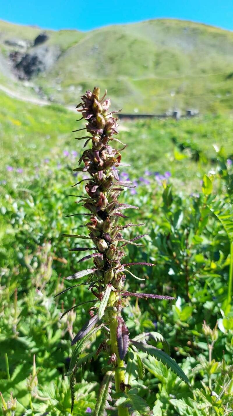 Pedicularis recutita fruit