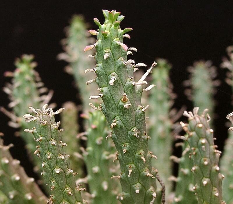 Euphorbia fusca — houseplant care guide