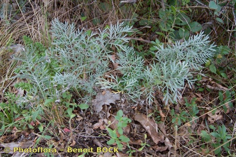 Artemisia insipida habit