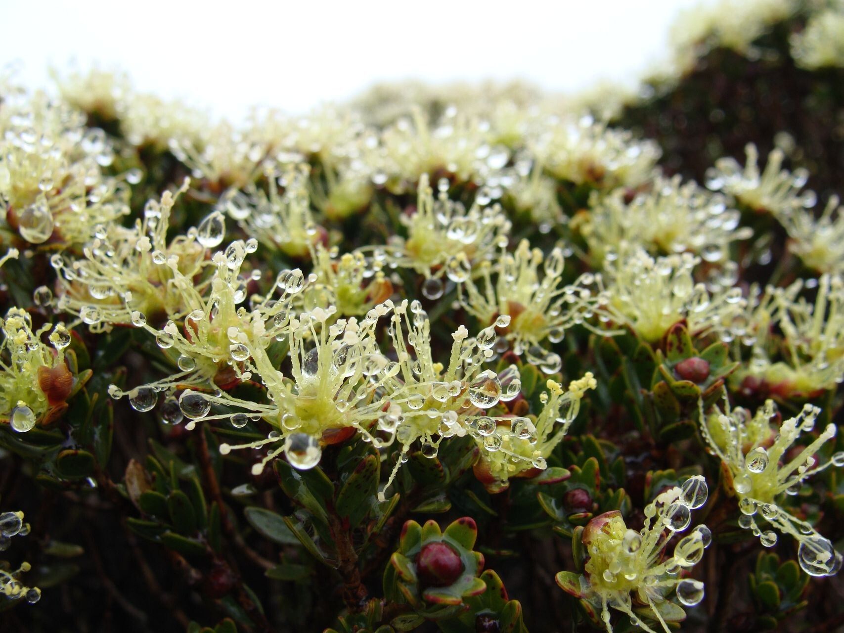 Melaleuca sphaerodendra habit