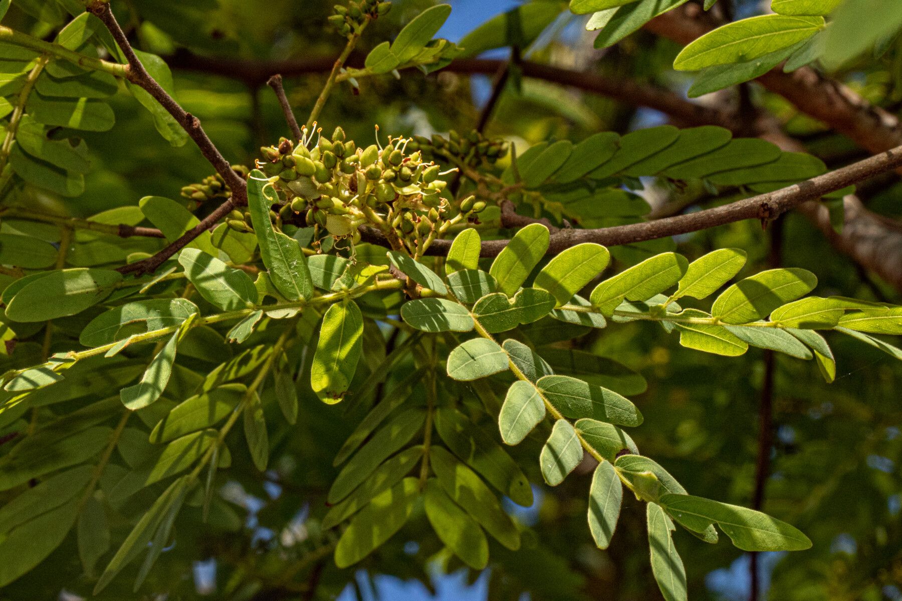 Brachystegia utilis — houseplant care guide