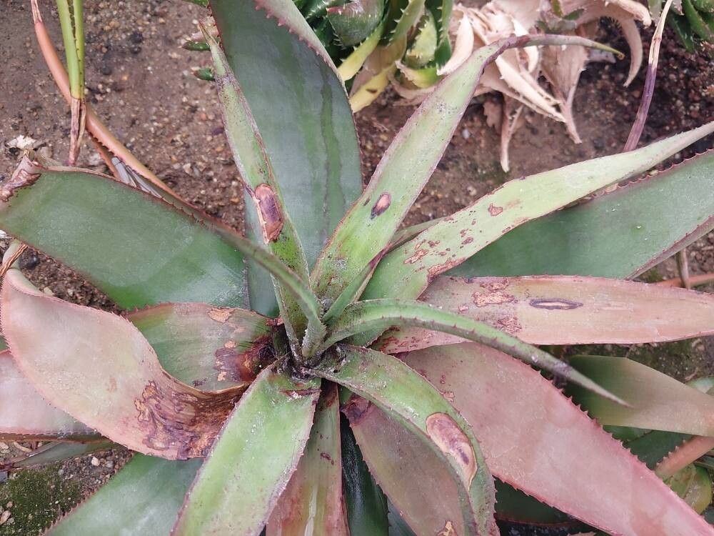 Aloe erythrophylla leaf