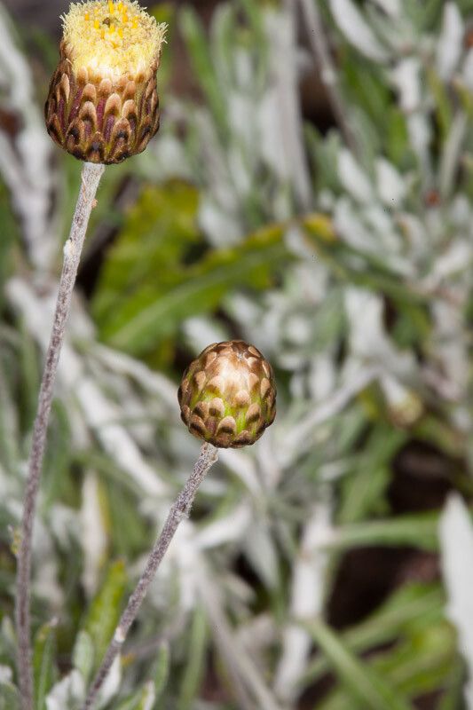 Phagnalon rupestre flower