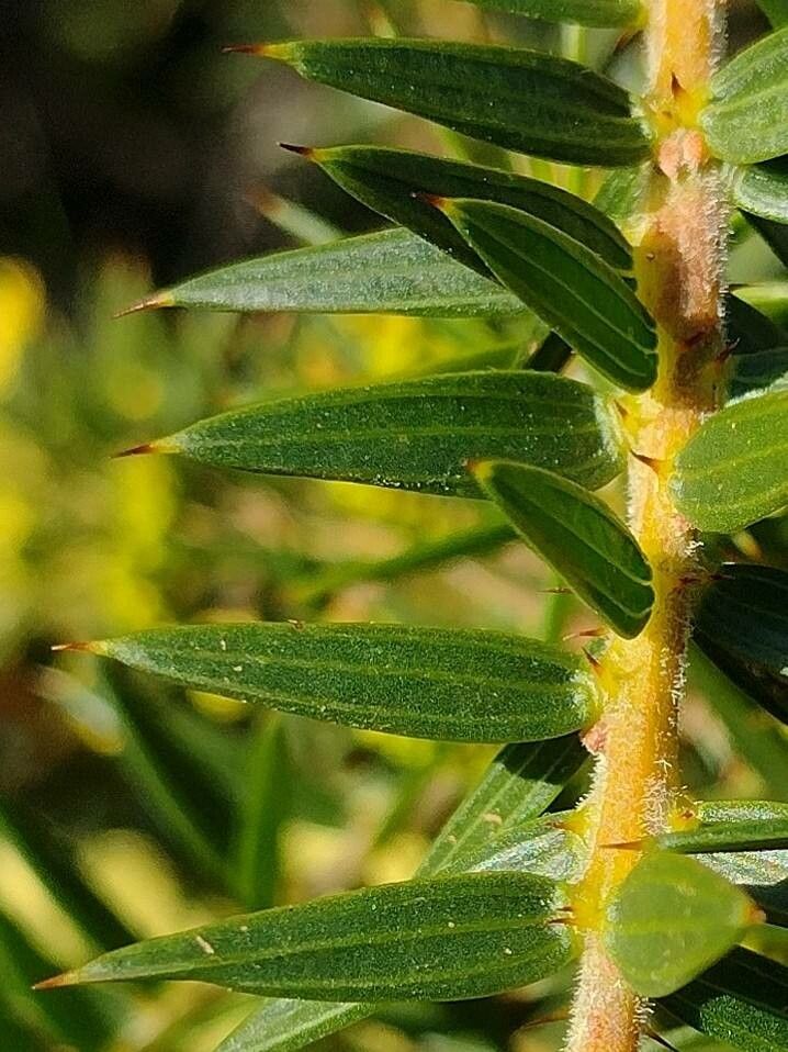 Acacia oxycedrus — search result for 'Acacia'