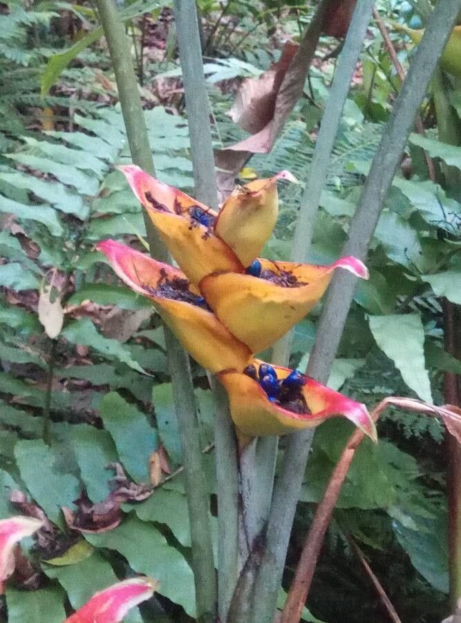 Heliconia caribaea fruit