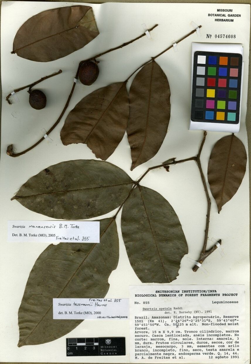 Swartzia manausensis — houseplant care guide