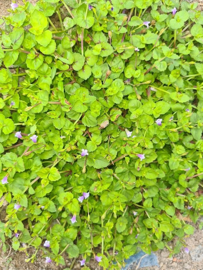 Torenia crustacea habit