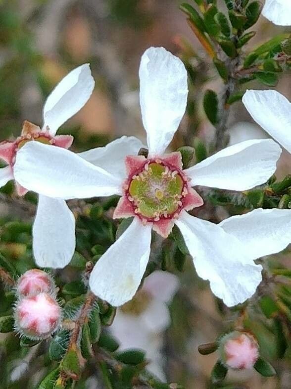 Leptospermum parvifolium flower
