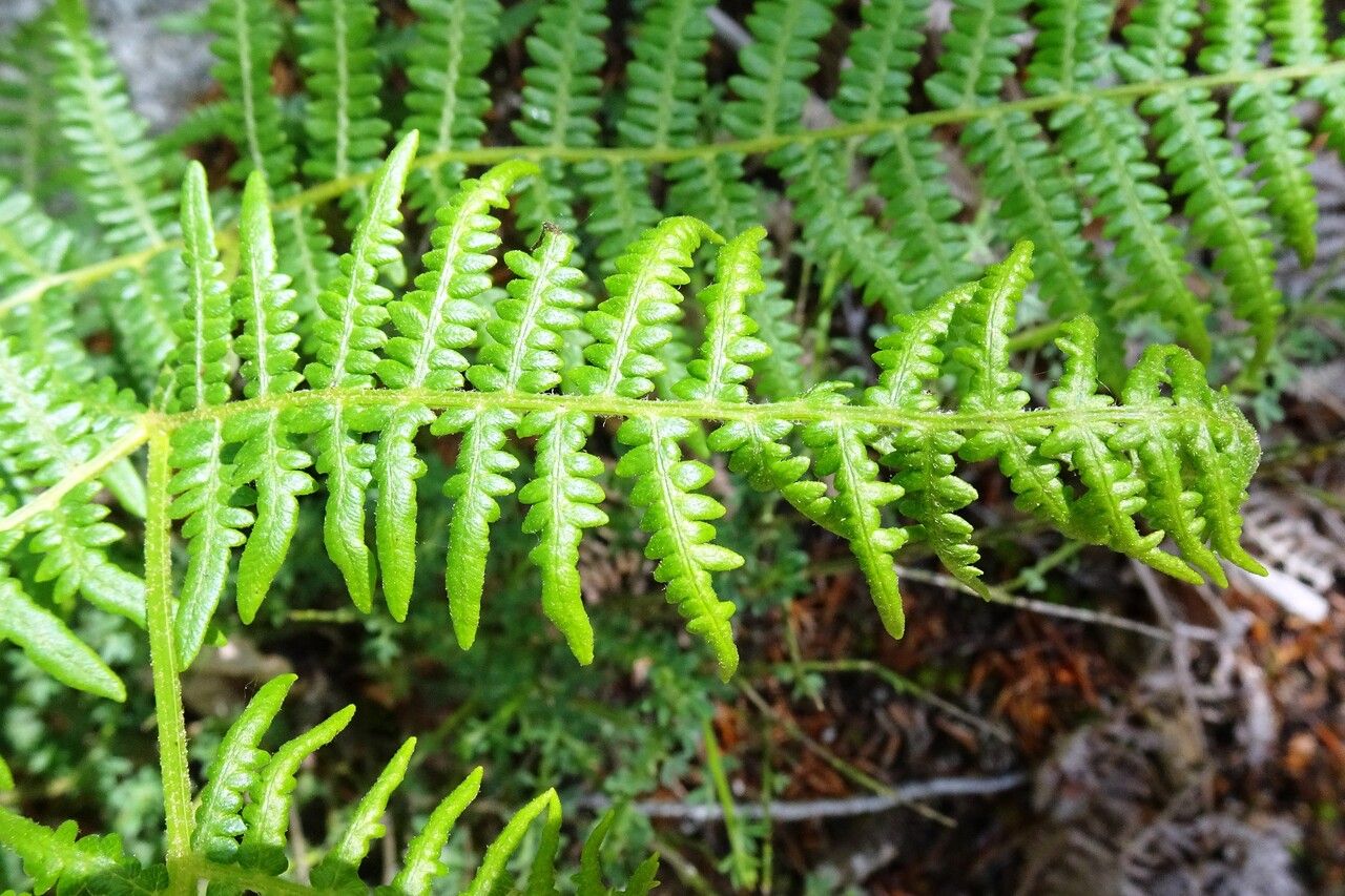 Oreopteris limbosperma — houseplant care guide