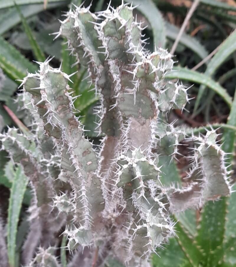 Euphorbia graniticola bark