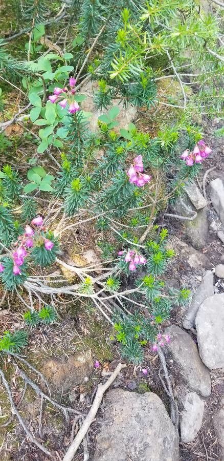 Phyllodoce empetriformis flower