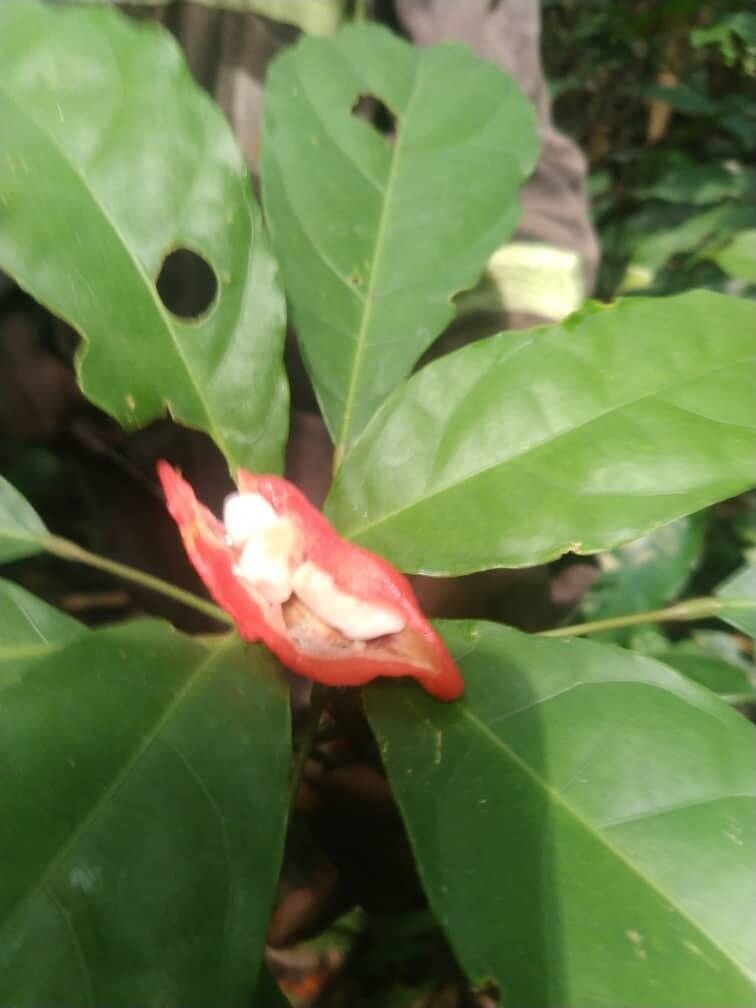 Cola urceolata — houseplant care guide