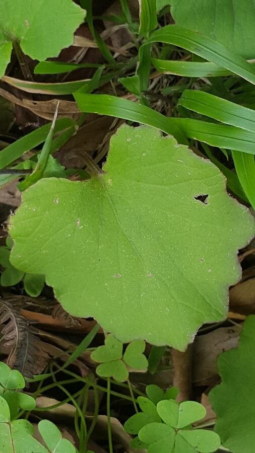 Pericallis tussilaginis leaf