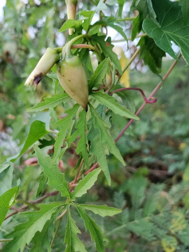 Distimake dissectus fruit