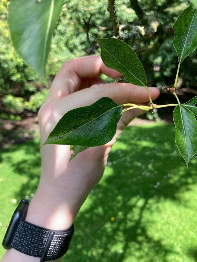 Pyrus korshinskyi — search result for 'Uzbekistan'