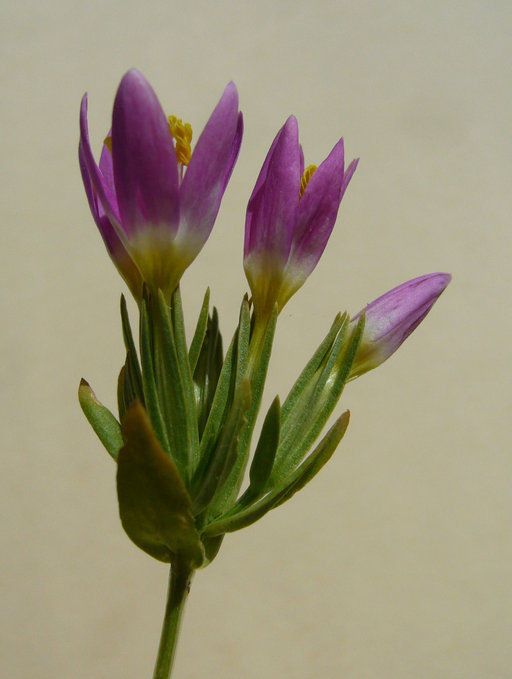 Zeltnera trichantha — houseplant care guide