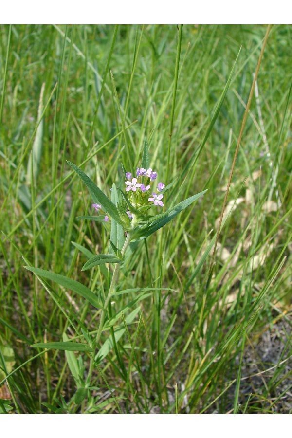 Collomia linearis habit