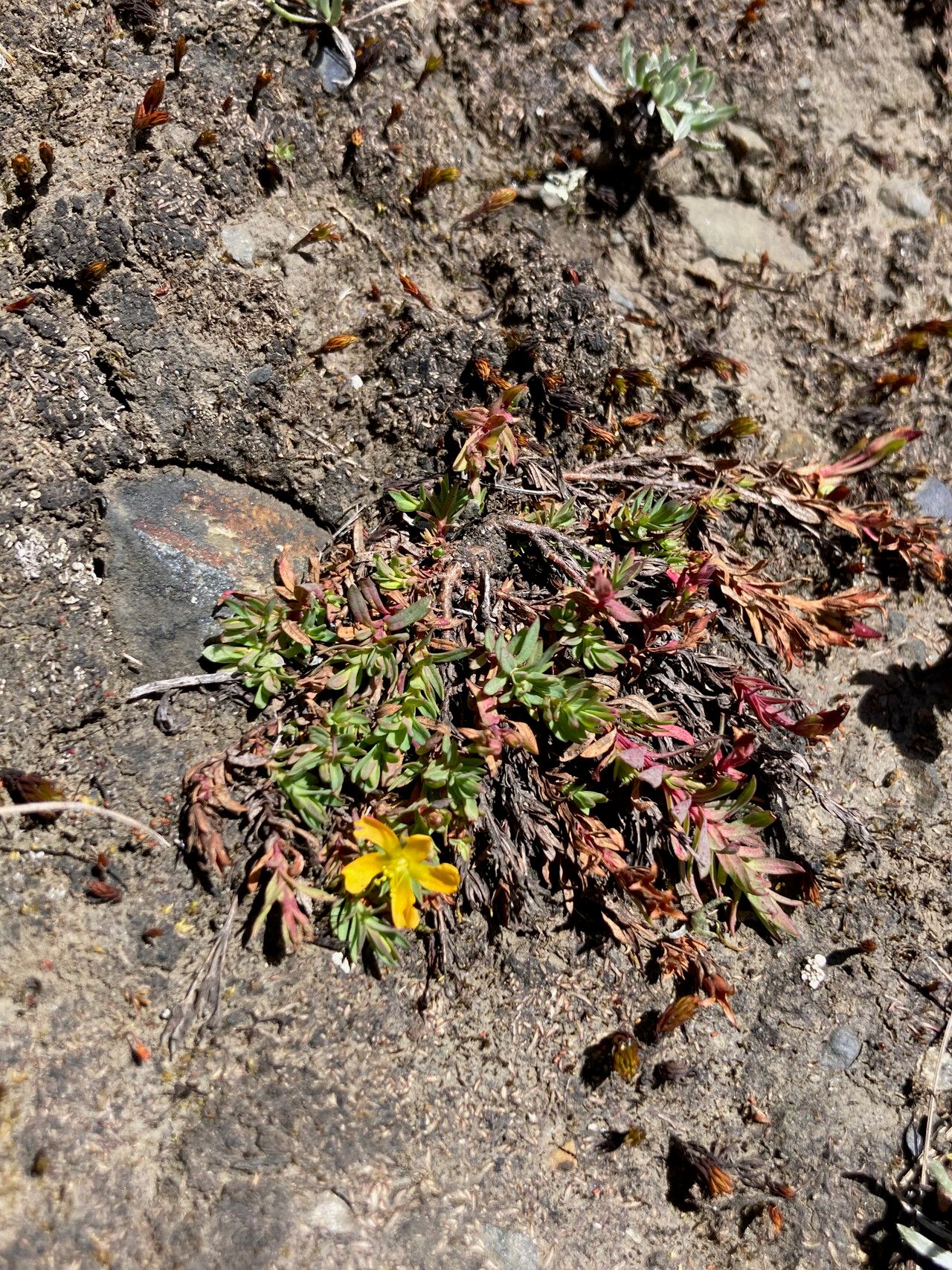 Hypericum brevistylum habit