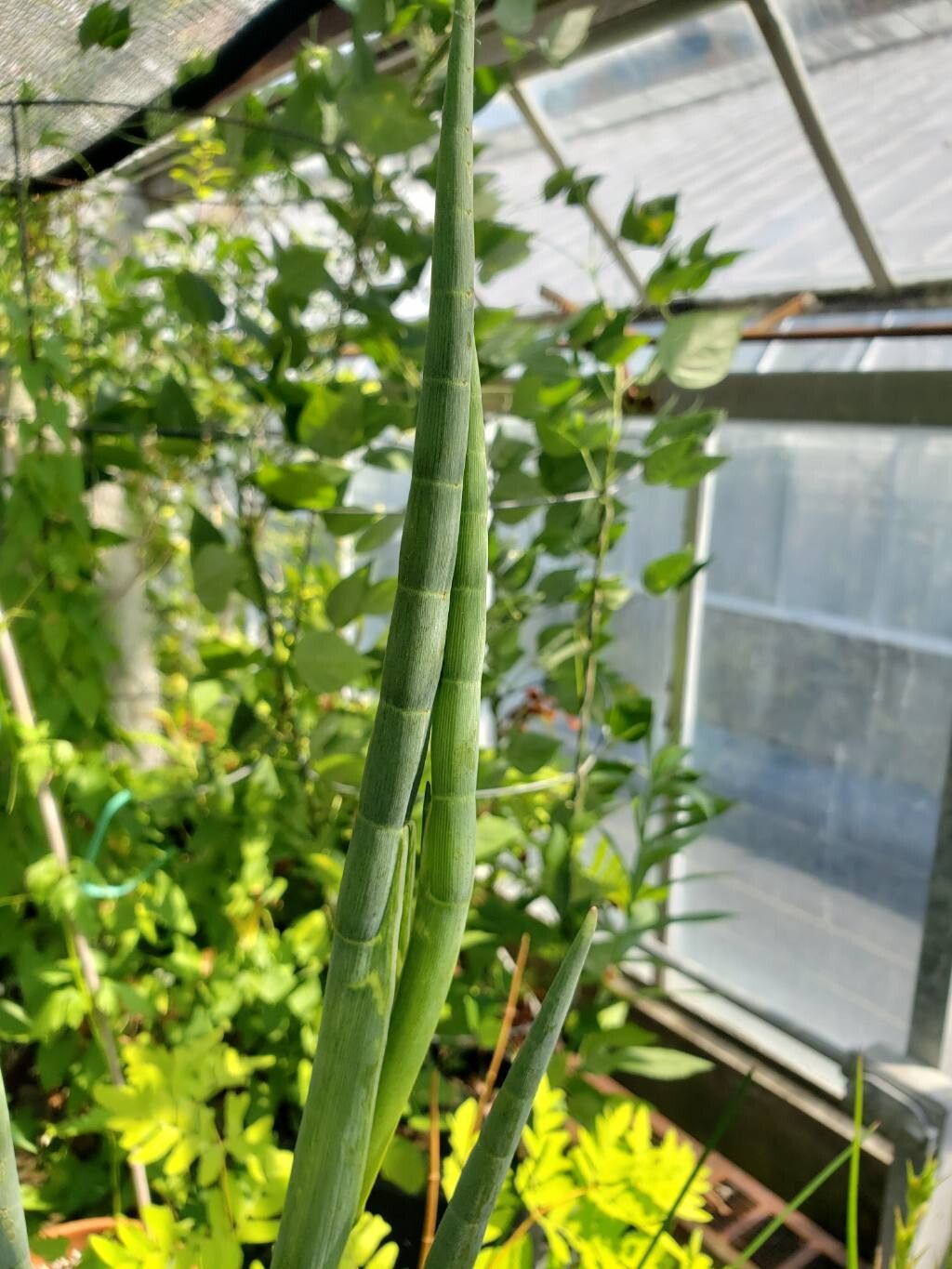 Tiedemannia filiformis — search result for 'Bahamas'